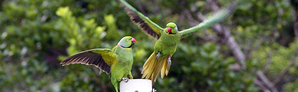 black river national park mauritius